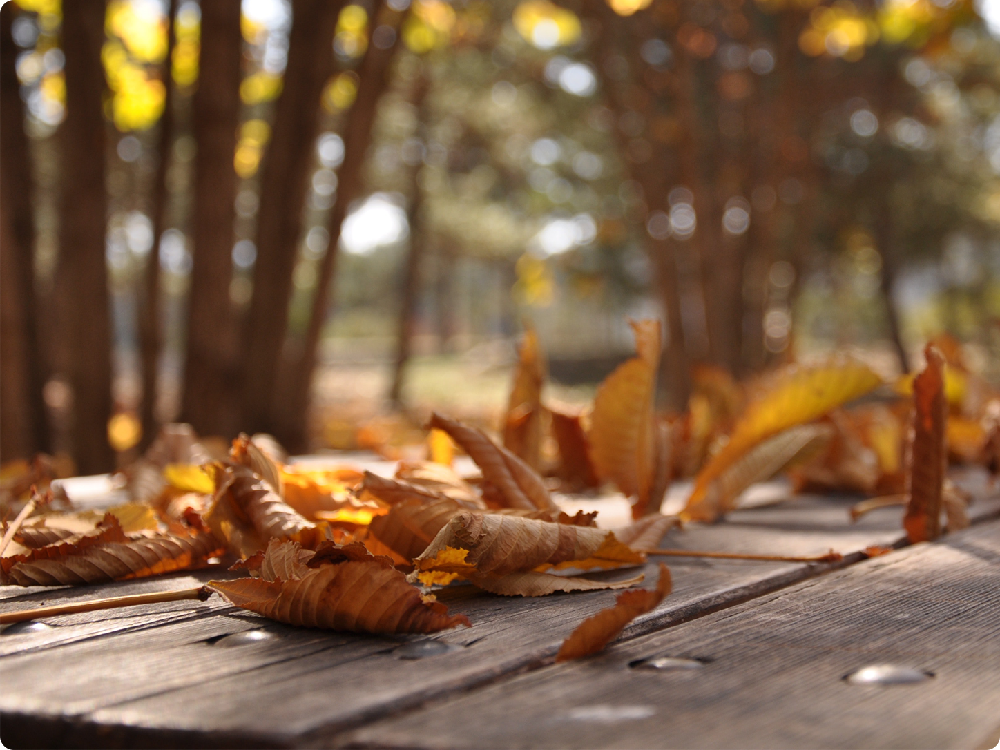Cleaning and maintaining a commercial wooden picnic table